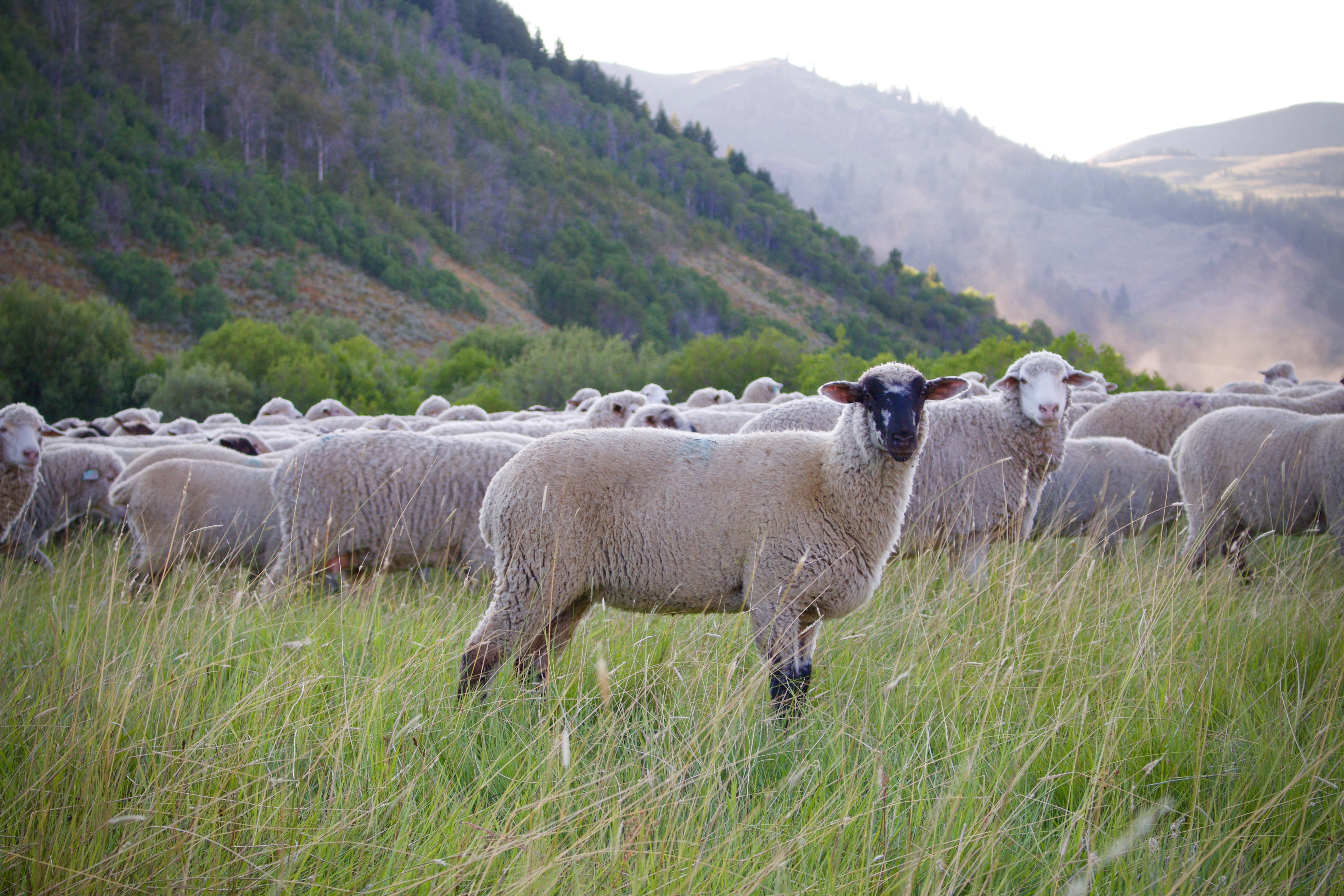 All of Idahound's sheep, beef and rabbit come from ranches in Southern Idaho. One of our partners, Lava Lake Lamb, raises their flocks just 8 miles away!